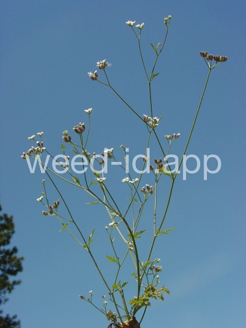 hedge-parsley